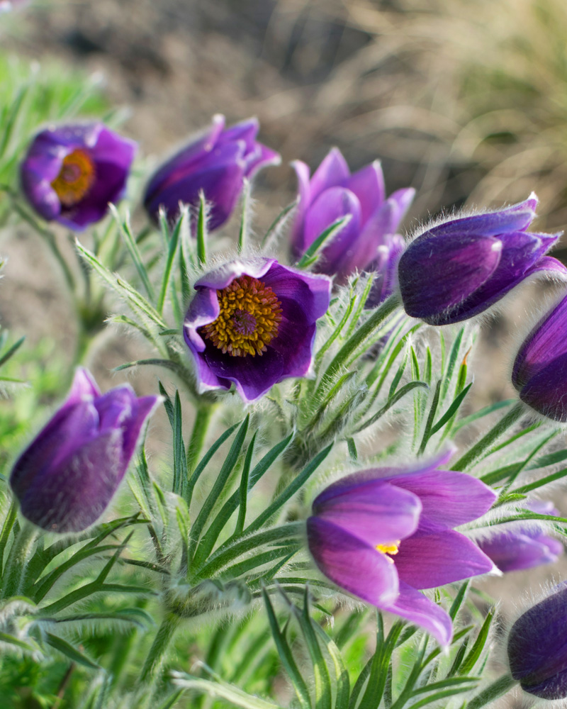 Pulsatilla